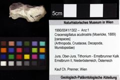 Foto (Objket + Etiketten) von Cracensigillatus acutirostris (Moericke, 1889) 